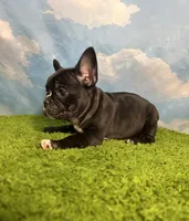 AKC Jasper , a male French Bulldog for sale in Bonne Terre, MO – 2 of 7