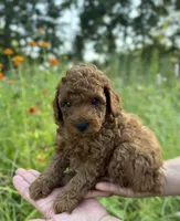 Rex, a male Poodle - Toy  for sale in Bonne Terre, MO – 3 of 8