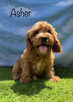 APRI Asher, a male Cavapoo for sale in Bonne Terre, MO – 1 of 10