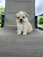 Gilly , a male Maltipoo for sale in Bonne Terre, MO – 8 of 8