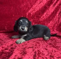 AKC Sutton , a male Miniature Dachshund for sale in Bonne Terre, MO – 3 of 7