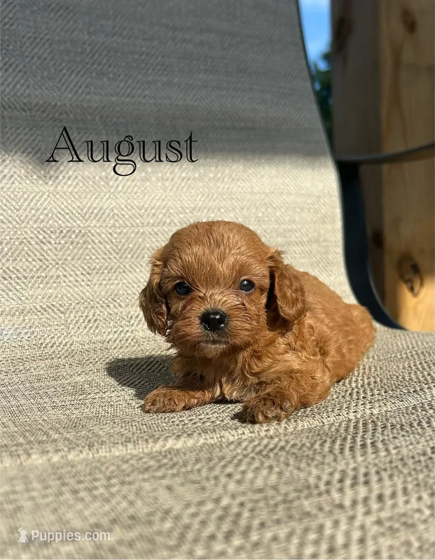 APRI August  – Cavapoo puppy for sale in Bonne Terre, MO