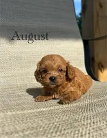 APRI August , a male Cavapoo for sale in Bonne Terre, MO – 1 of 8