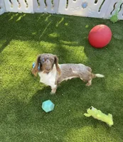 AKC Twix, a male Miniature Dachshund for sale in Bonne Terre, MO – 10 of 10