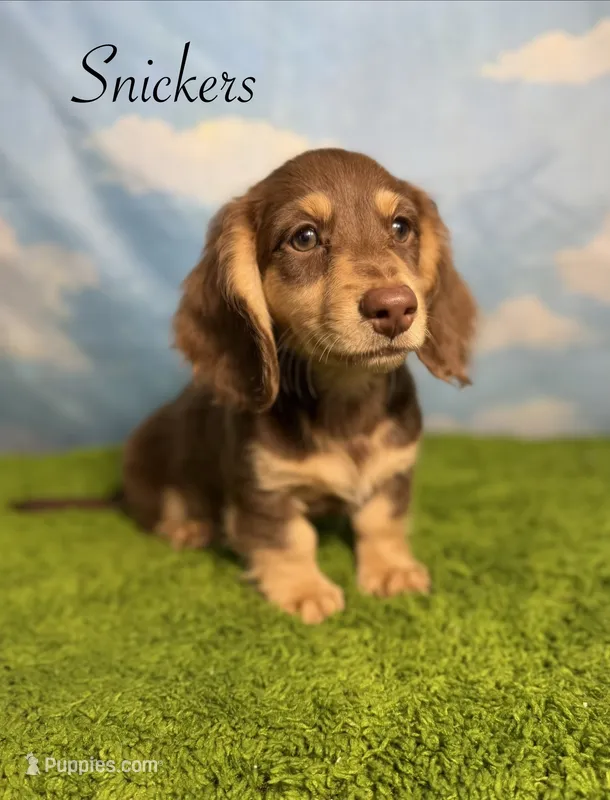 AKC Snickers – Miniature Dachshund puppy for sale in Bonne Terre, MO