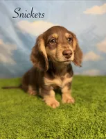 AKC Snickers, a male Miniature Dachshund for sale in Bonne Terre, MO – 1 of 10