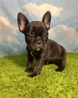 AKC Jada, a female French Bulldog for sale in Bonne Terre, MO – 2 of 8