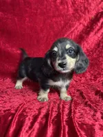 AKC Scout , a male Miniature Dachshund for sale in Bonne Terre, MO – 5 of 8