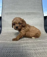 APRI August , a male Cavapoo for sale in Bonne Terre, MO – 8 of 8