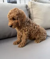 Houston , a male Poodle - Miniature  for sale in Bonne Terre, MO – 6 of 7