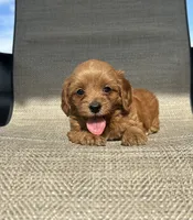 APRI Tessa , a female Cavapoo for sale in Bonne Terre, MO – 6 of 10