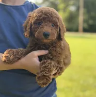 Lane , a male Poodle - Miniature  for sale in Bonne Terre, MO – 3 of 5