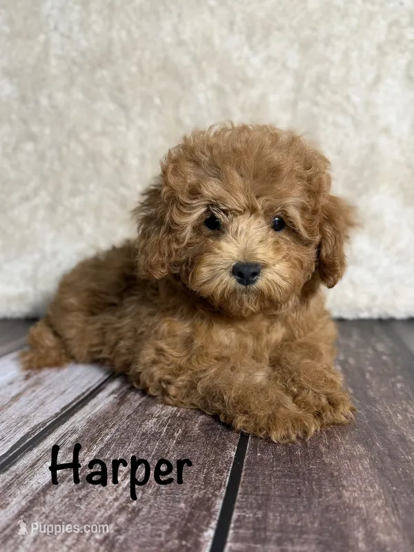 Harper  – Poodle - Miniature  puppy for sale in Bonne Terre, MO