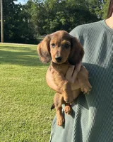 AKC Cannon, a male Miniature Dachshund for sale in Bonne Terre, MO – 2 of 10