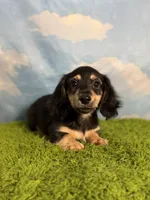 AKC Sutton , a male Miniature Dachshund for sale in Bonne Terre, MO – 6 of 10