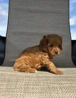 APRI Thatcher , a male Cavapoo for sale in Bonne Terre, MO – 4 of 10