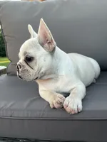AKC Pearl , a female French Bulldog for sale in Bonne Terre, MO – 6 of 8