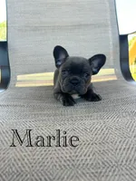 AKC Marlie, a female French Bulldog for sale in Bonne Terre, MO – 1 of 5