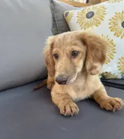 AKC Rowdy , a male Miniature Dachshund for sale in Bonne Terre, MO – 4 of 10