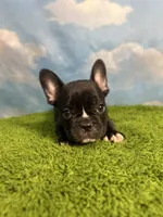 AKC Jasper , a male French Bulldog for sale in Bonne Terre, MO – 5 of 7