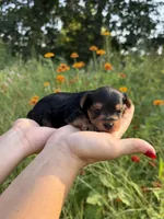 Drew, a male Yorkshire Terrier for sale in Bonne Terre, MO – 6 of 8
