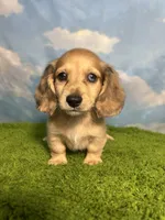 AKC Stetson , a male Miniature Dachshund for sale in Bonne Terre, MO – 4 of 10