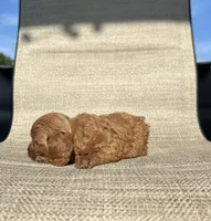 APRI Addie, a female Cavapoo for sale in Bonne Terre, MO – 2 of 5