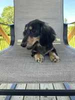 AKC Asher, a male Miniature Dachshund for sale in Bonne Terre, MO – 4 of 8