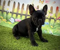 AKC Jada, a female French Bulldog for sale in Bonne Terre, MO – 2 of 10