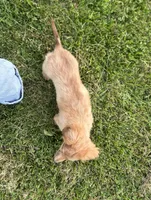 AKC Rowdy , a male Miniature Dachshund for sale in Bonne Terre, MO – 8 of 8