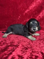 AKC Sutton , a male Miniature Dachshund for sale in Bonne Terre, MO – 5 of 7