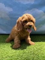 APRI Ace , a male Cavapoo for sale in Bonne Terre, MO – 5 of 10