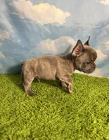 AKC Jett, a male French Bulldog for sale in Bonne Terre, MO – 4 of 8