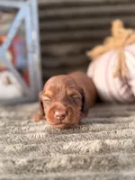 AKC, a male Miniature Dachshund for sale in Bonne Terre, MO – 5 of 6