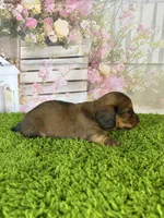 AKC Emery , a female Miniature Dachshund for sale in Bonne Terre, MO – Photo 8 of 10