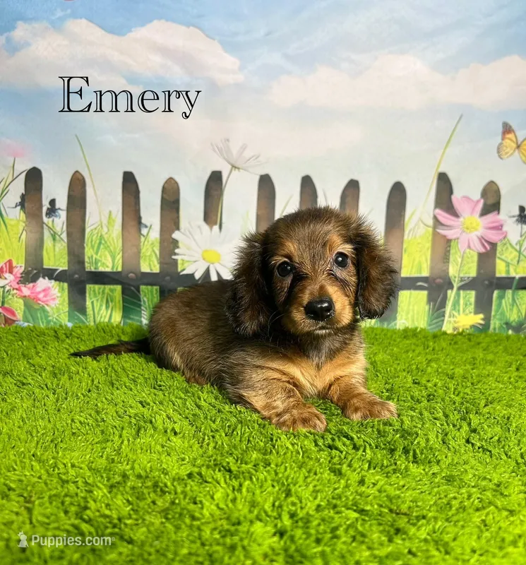 AKC Emery  – Miniature Dachshund puppy for sale in Bonne Terre, MO