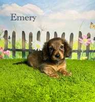 AKC Emery , a female Miniature Dachshund for sale in Bonne Terre, MO – 1 of 10