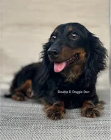 AKC Emery , a female Miniature Dachshund for sale in Bonne Terre, MO – Photo 9 of 10