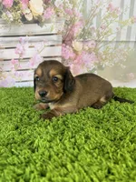 AKC Emery , a female Miniature Dachshund for sale in Bonne Terre, MO – Photo 5 of 10