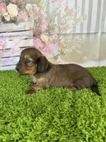 AKC Emery , a female Miniature Dachshund for sale in Bonne Terre, MO – Photo 6 of 10