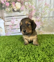AKC Emery , a female Miniature Dachshund for sale in Bonne Terre, MO – Photo 3 of 10