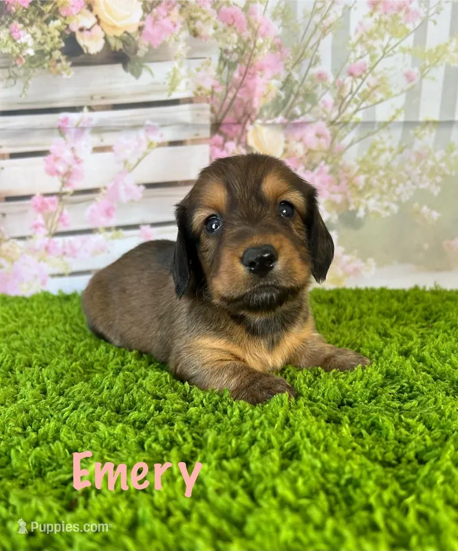 AKC Emery  – Miniature Dachshund puppy for sale in Bonne Terre, MO