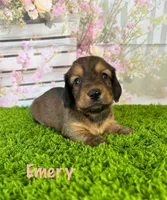 AKC Emery , a female Miniature Dachshund for sale in Bonne Terre, MO – Photo 1 of 10