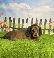 AKC Emery , a female Miniature Dachshund for sale in Bonne Terre, MO – 2 of 10