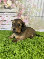 AKC Emery , a female Miniature Dachshund for sale in Bonne Terre, MO – Photo 7 of 10