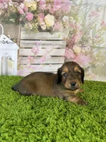 AKC Emery , a female Miniature Dachshund for sale in Bonne Terre, MO – Photo 4 of 10