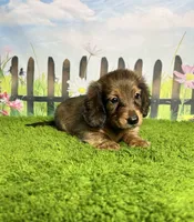 AKC Emery , a female Miniature Dachshund for sale in Bonne Terre, MO – 3 of 10