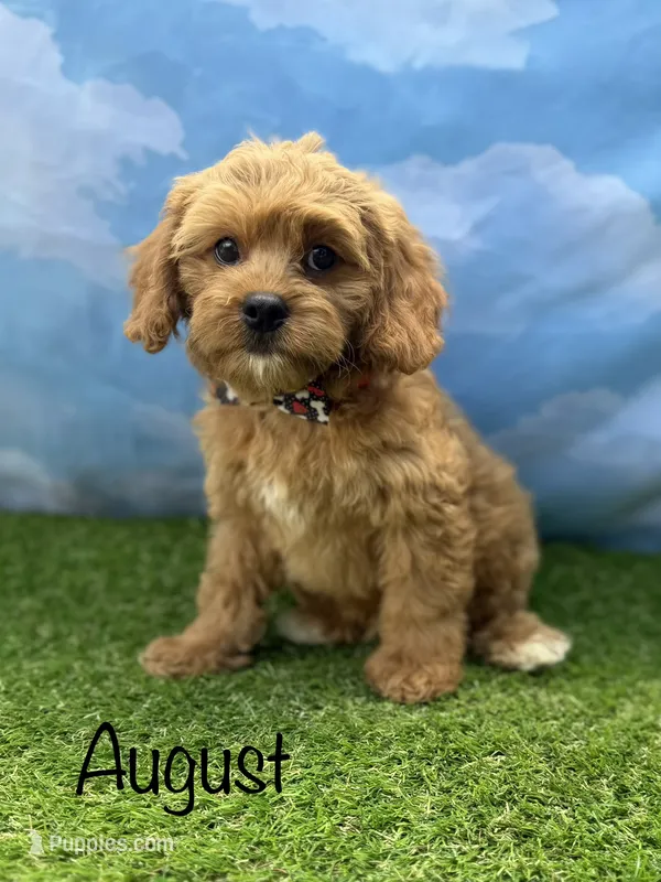 APRI August  – Cavapoo puppy for sale in Bonne Terre, MO