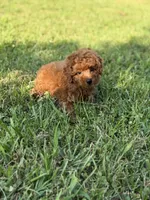 Livia , a female Poodle - Miniature  for sale in Bonne Terre, MO – 6 of 6