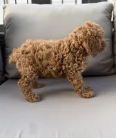 Hazel, a female Poodle - Miniature  for sale in Bonne Terre, MO – 4 of 8